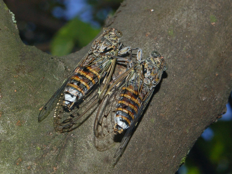 Bel cicalone, Cicada orni